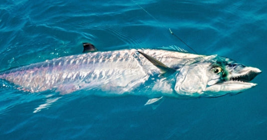 How to Fish a Downrigger for King Mackerel