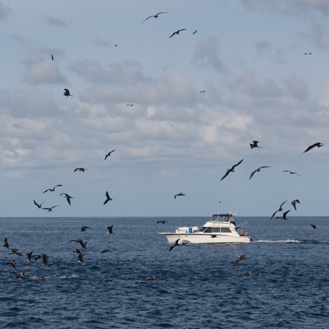 How to Find Fish Offshore