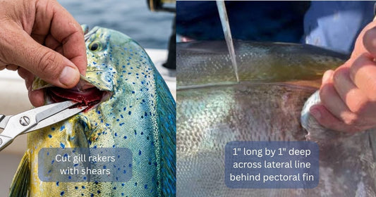 How to Bleed, Ice and Store the Fish You Catch