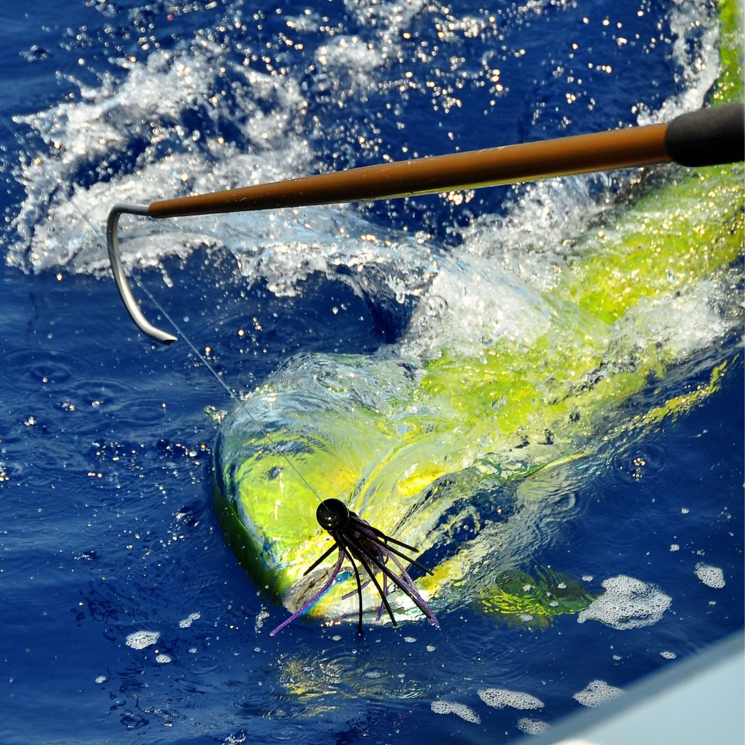 Dorado Fishing: Tips and Strategies for Offshore Success