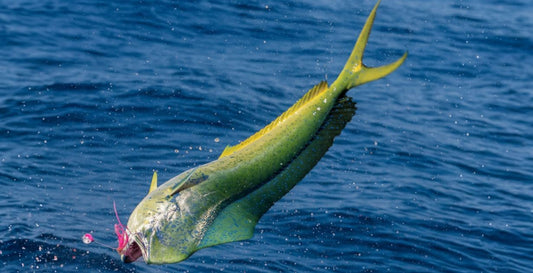 Jumping mahi hooked on trolling rig