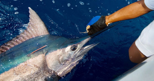 How to Catch White Marlin