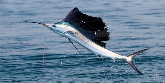 How to Catch Sailfish When One Shows Up in Your Spread