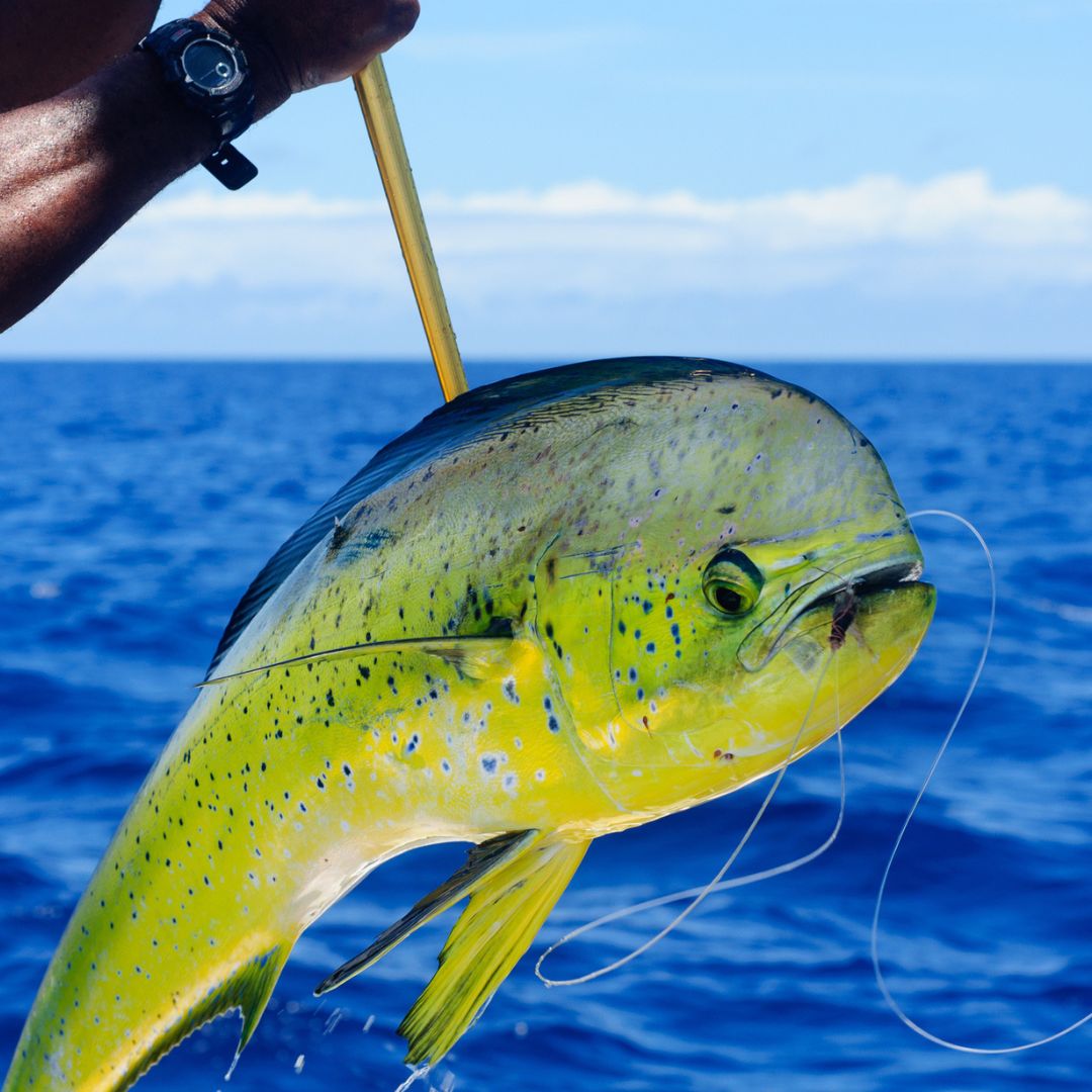 Maximizing Mahi from Small Boats