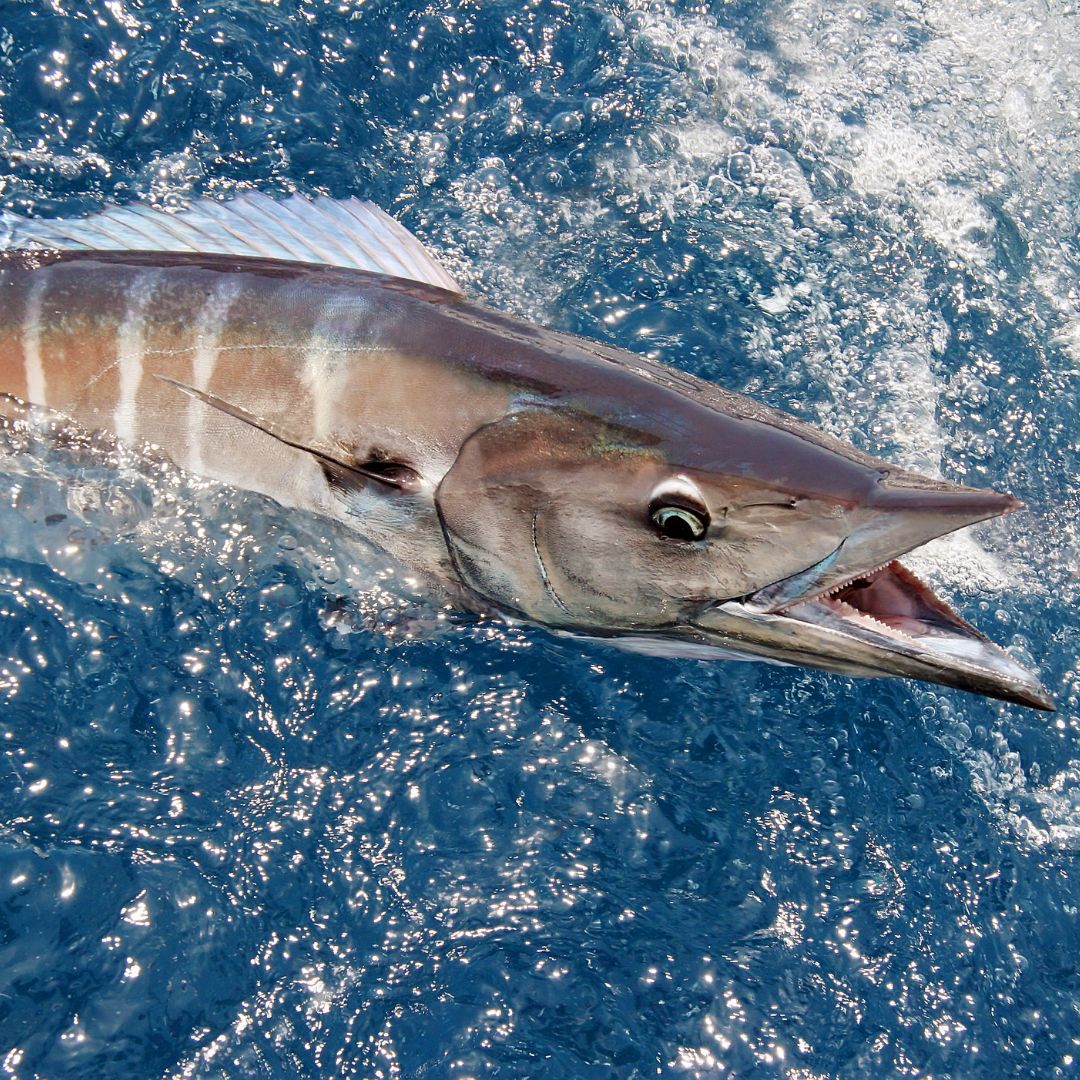 Wahoo Fishing: Tips and Tactics for Success