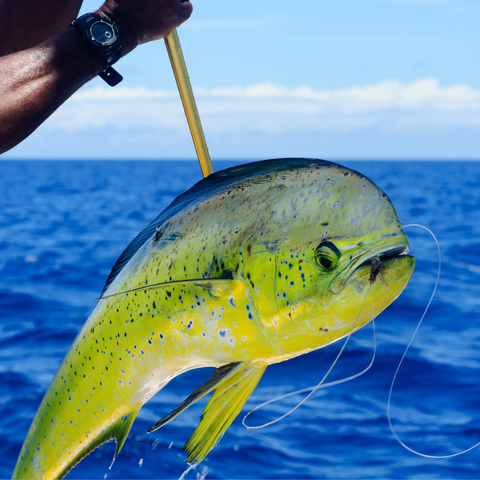 60 Lb Monofilament Rigging